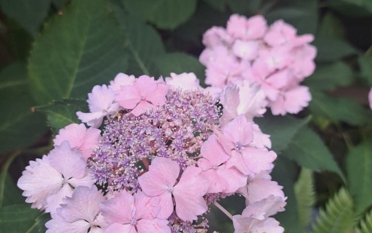 加茂交配の紫陽花・初恋