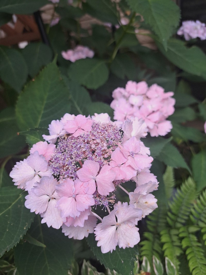 加茂交配の紫陽花・初恋