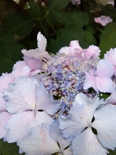 加茂交配の紫陽花・初恋