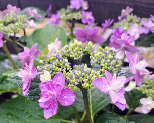 加茂交配の紫陽花・小町