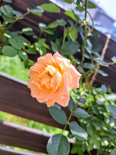 つるバラ・サンセットメモリー