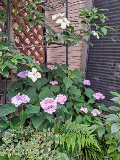 紫陽花・初恋/常緑ヤマボウシ