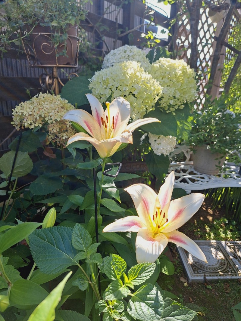 オリエンタルリリーニンフ