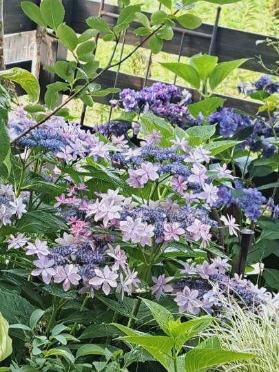 紫陽花ダンスパーディ