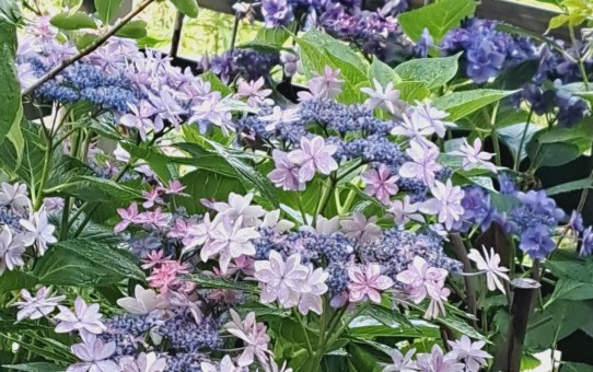 紫陽花ダンスパーディ