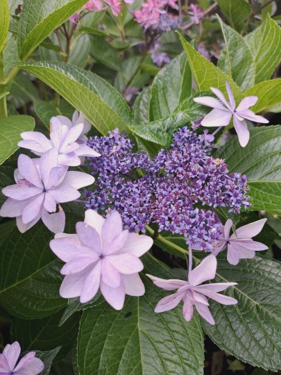 紫陽花・ダンスパーディー