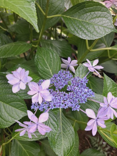 紫陽花・ダンスパーディー