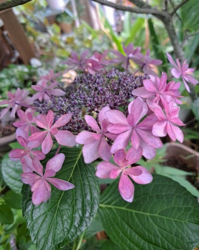 紫陽花・ダンスパーディー