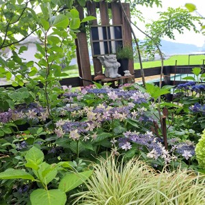 紫陽花の咲く庭