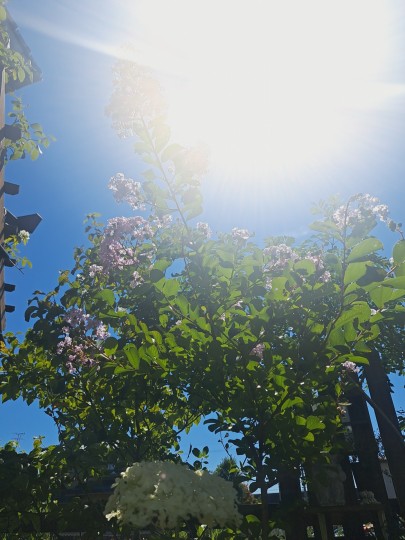 7月の庭