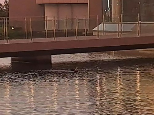カモが泳いでた
