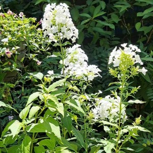 宿根草フロックス・フジヤマ