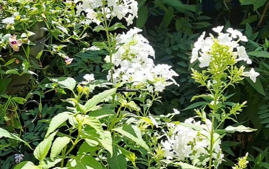 宿根草フロックス・フジヤマ