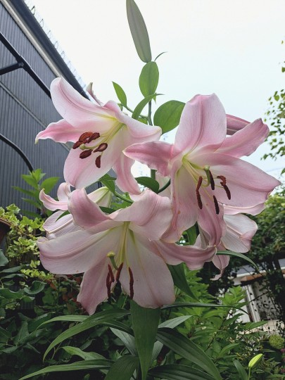 ピンクカサブランカ
