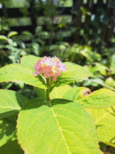 紫陽花