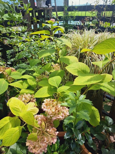 紫陽花