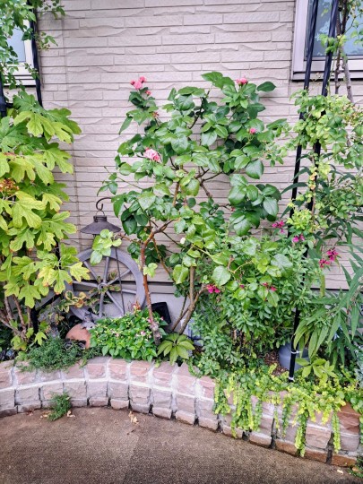 夏のフロント花壇