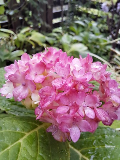季節外れの紫陽花