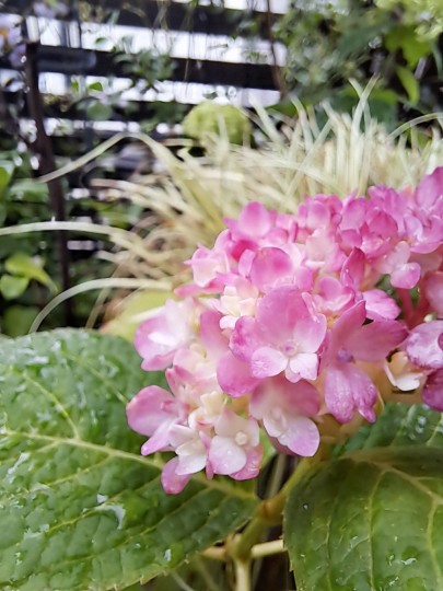 季節外れの紫陽花