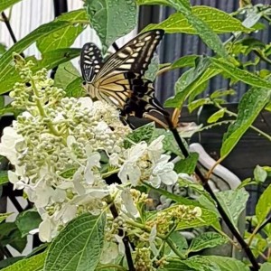 アゲハチョウ