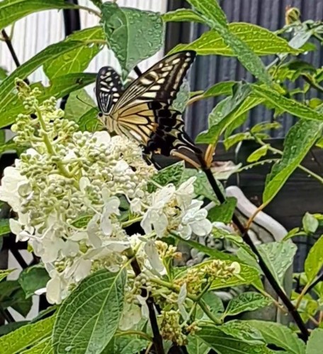 アゲハチョウ