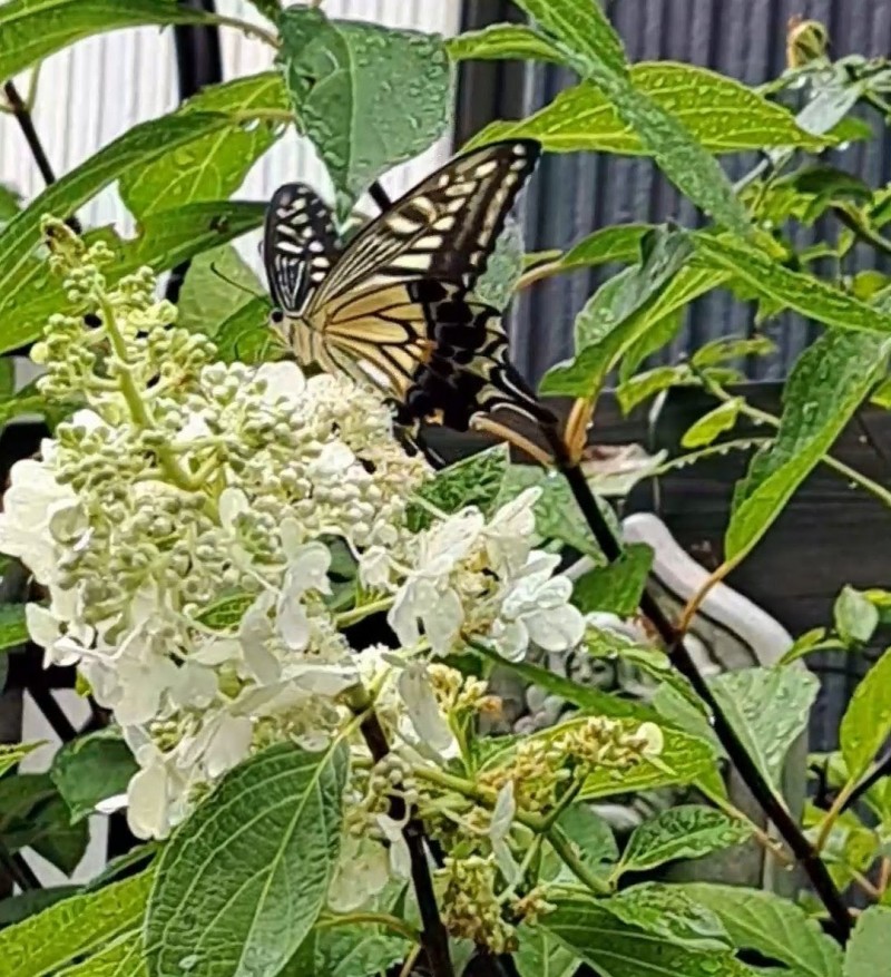 アゲハチョウ