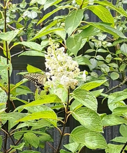 アゲハチョウ