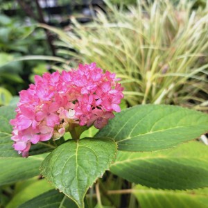 季節外れの紫陽花