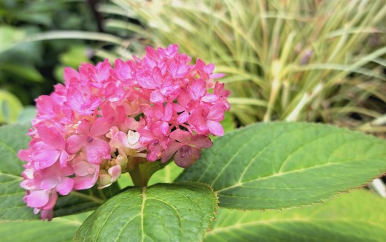 季節外れの紫陽花