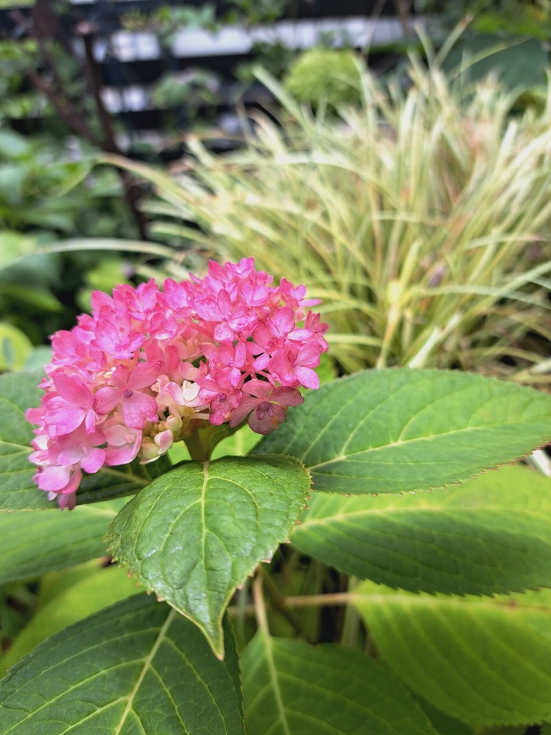季節外れの紫陽花