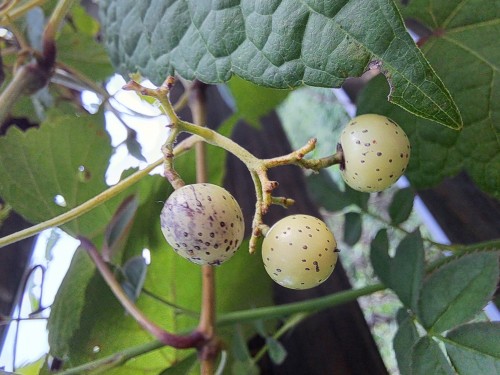 野葡萄の実