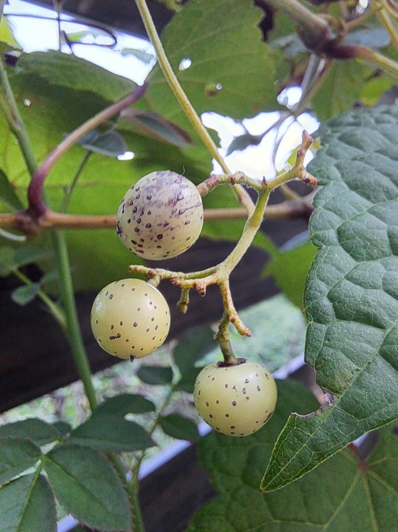 野葡萄の実