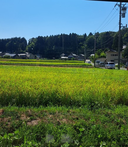 GREEN APPLE新曲「夏の影」のMVロケ地