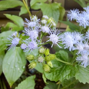 青花フジバカマ