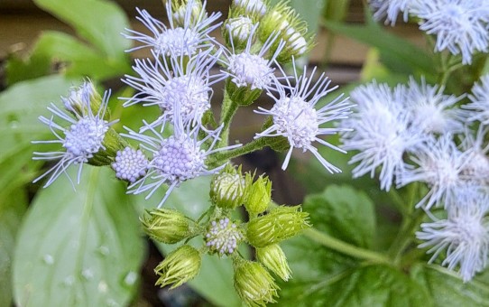 青花フジバカマ