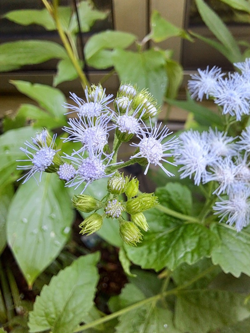青花フジバカマ