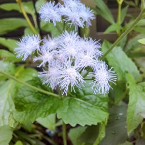 青花フジバカマ