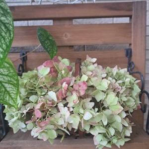 秋色紫陽花