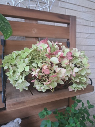 秋色紫陽花