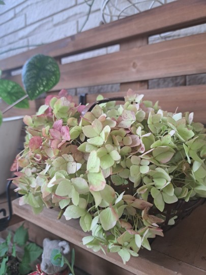 秋色紫陽花