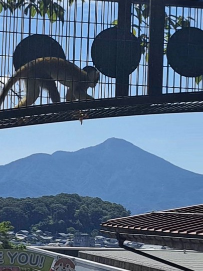 西山動物園のボリビアリスザル