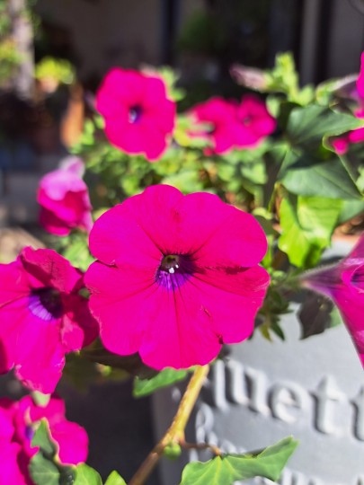 サフィニア・パープル