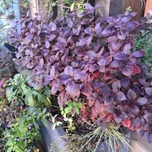 アルテルナンテラ・リトルロマンス