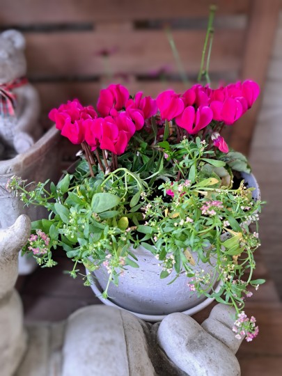 ガ-デンシクラメン