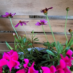 ガの－デンシクラメン/コレオプシス・ガネット