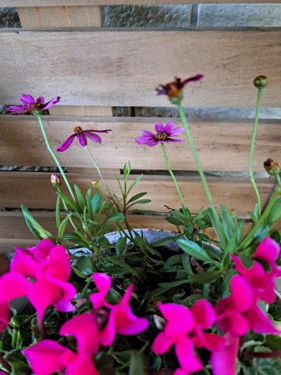 ガの-デンシクラメン/コレオプシス・ガネット