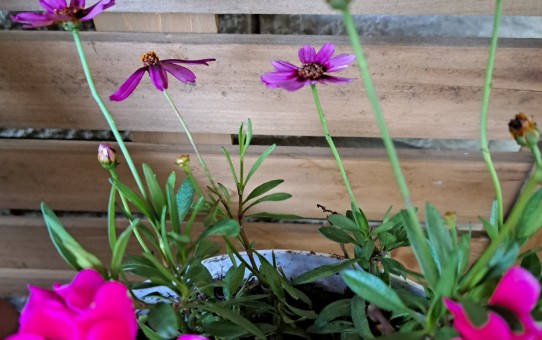 ガの－デンシクラメン/コレオプシス・ガネット