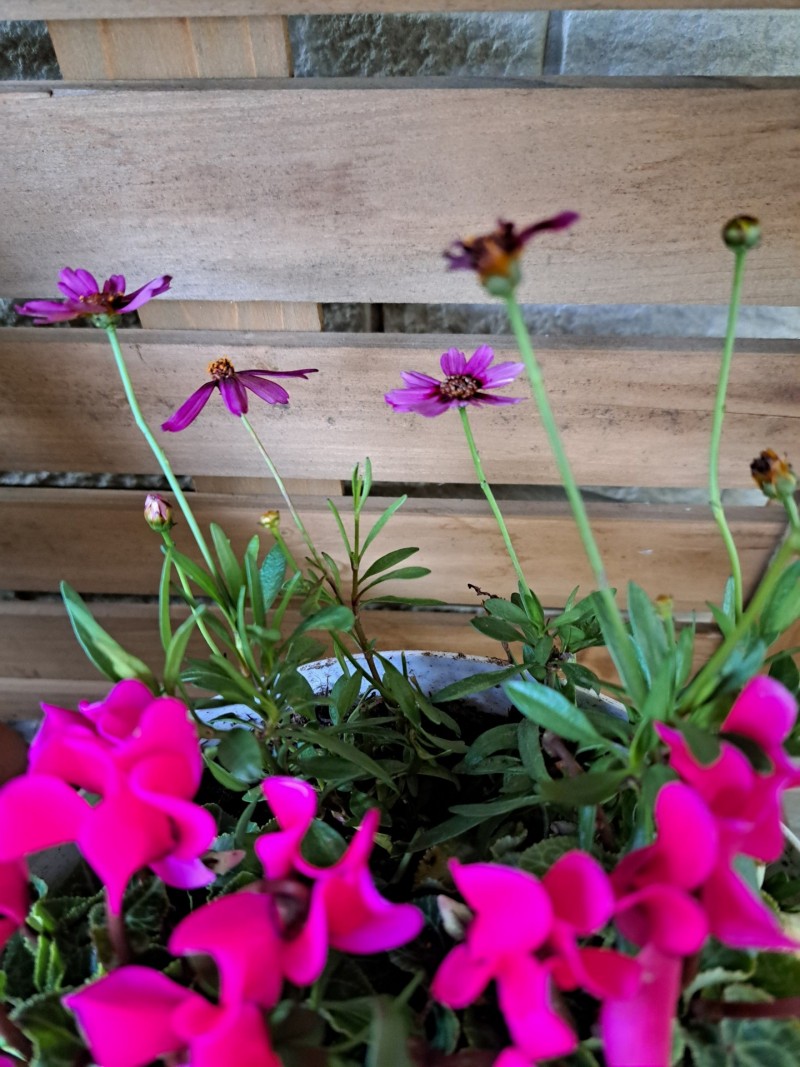 ガの-デンシクラメン/コレオプシス・ガネット