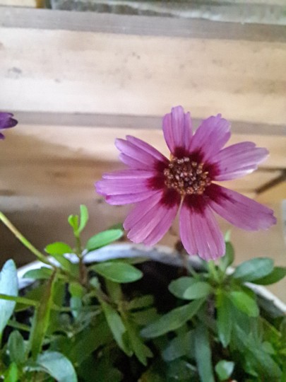 コレオプシス・ガ-ネット