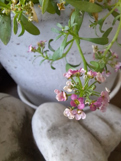 アリッサム・アプリコット